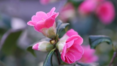 公园里的茶花展览