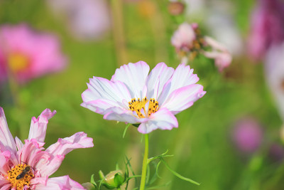 不同的花
