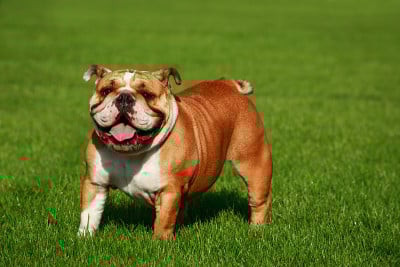 英国斗牛犬
