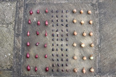 洋葱和broadbeans