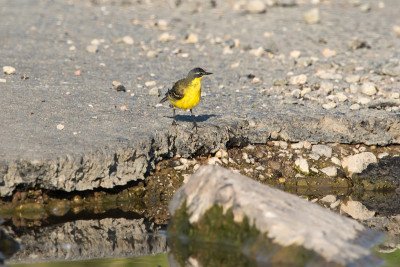 西部黄Wagtail(莫塔西拉黄)