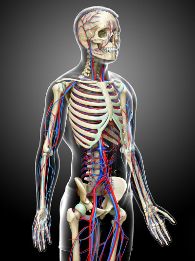 3d渲染医学精确的男性循环和骨骼系统的插图