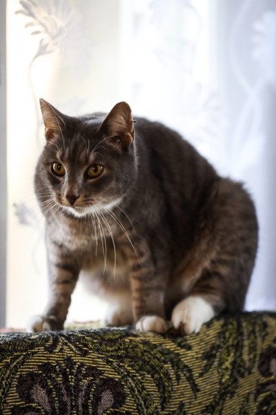 漂亮的灰猫坐在窗户旁边的旧沙发上。