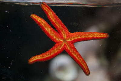 红色海星的特写