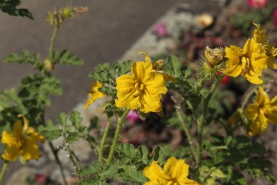 “野牛Bur Nightshade”花-刺萼龙葵