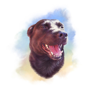 黑色拉布拉多寻回犬