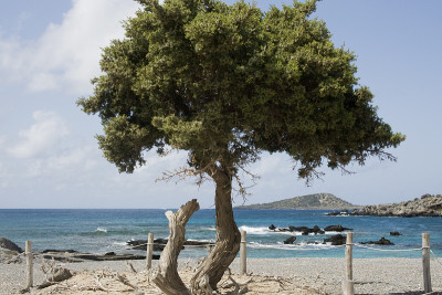 刺柏(Juniperus oxycedrus)