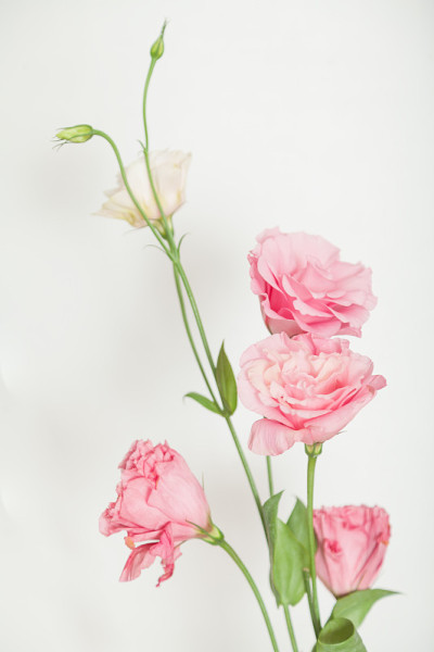 一束桔梗花，粉红色，白色背景