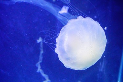 水母