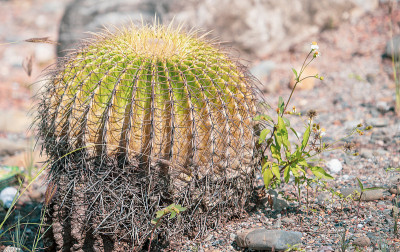 金桶仙人掌(棘球仙人掌grusonii)在一个干旱的花园背景，近距离