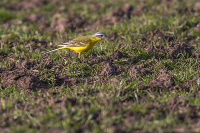 西部黄wagtail(莫塔西拉黄)