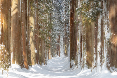 在日本长野，一排雪松在Togakushi冬天