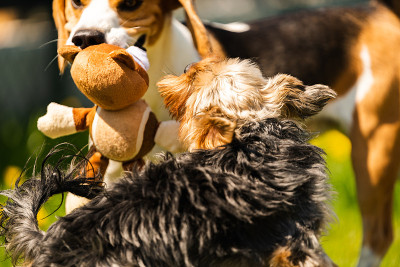 可爱的约克郡犬和小猎犬在阳光明媚的日子里奔跑。