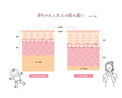 婴儿和成人皮肤描述皮肤层皮肤