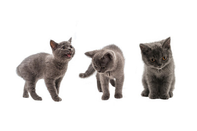 英国短毛小猫抬头孤白