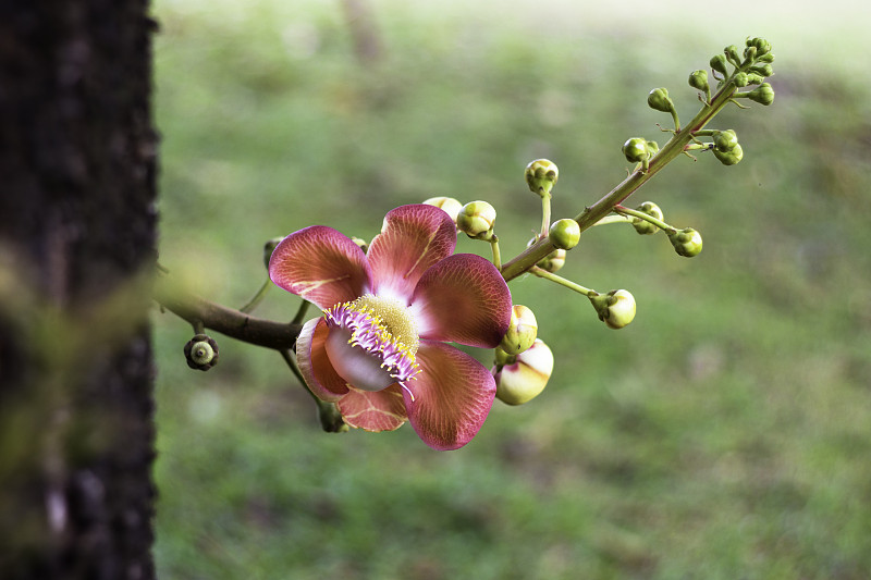 Shorea robusta，也被称为Sal或Shala Tree