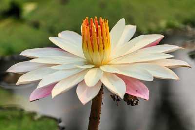 荷花在池塘里