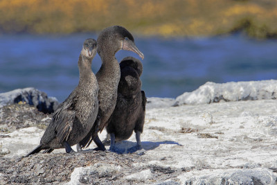 不会飞的鸬鹚(Phalacrocorax harrisi)，费尔南迪纳，加拉帕戈斯群岛，厄瓜多尔