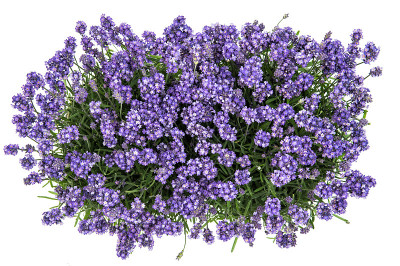 薰衣草花束白色背景俯视图