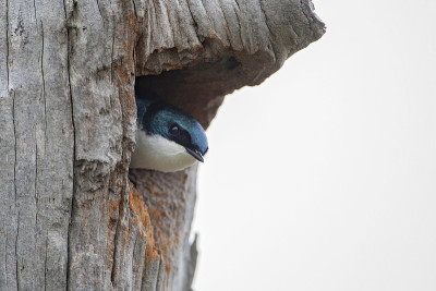 树燕(Tachycineta bicolor)，孟买钩NWR，特拉华州，美国