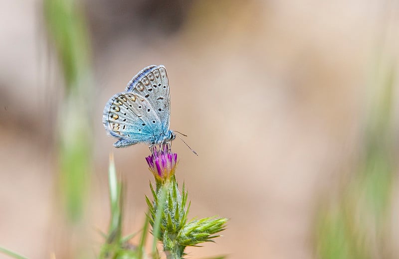 小灰蝶科(伊卡洛斯Polyommatus)