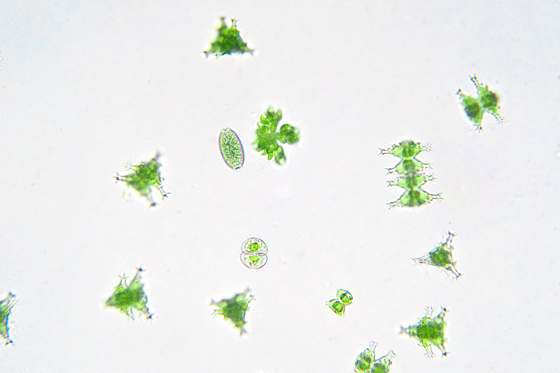 实验室显微镜下的淡水水生浮游生物。