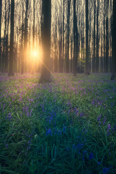 日出时迷人的蓝色森林。Hallerbos、比利时