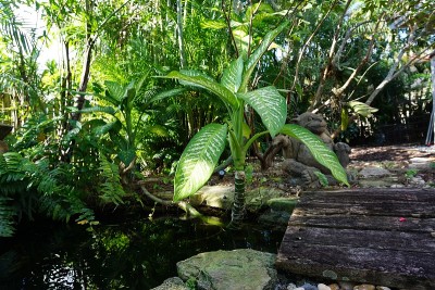 禅意花园池塘