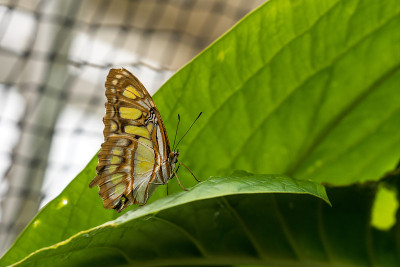 孔雀石蝴蝶，Siproeta stelenes是一种新热带刷足蝴蝶