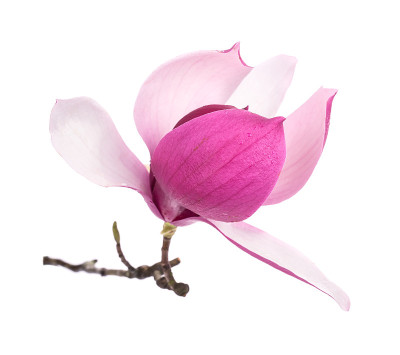 玉兰花