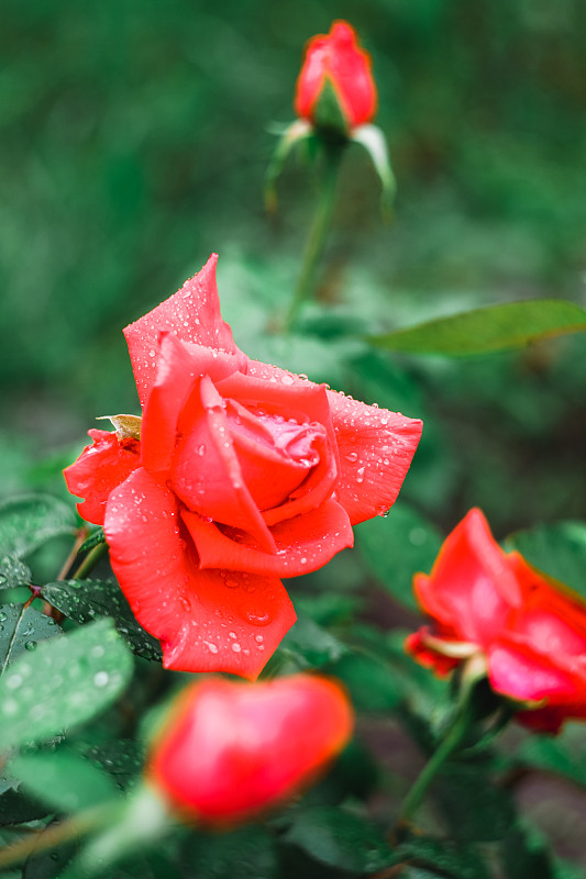 Beautiful bright red rose with drops after rain