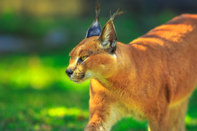 狞猫非洲猞猁