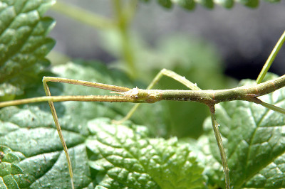 把昆虫