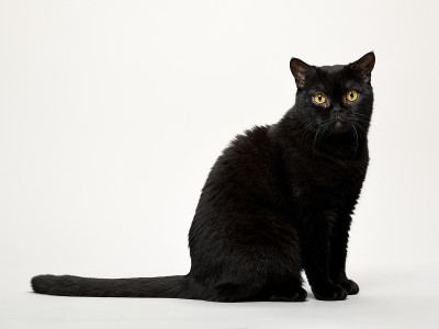 美丽的家猫