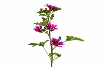 紫蜀葵(Malva Sylvestris)