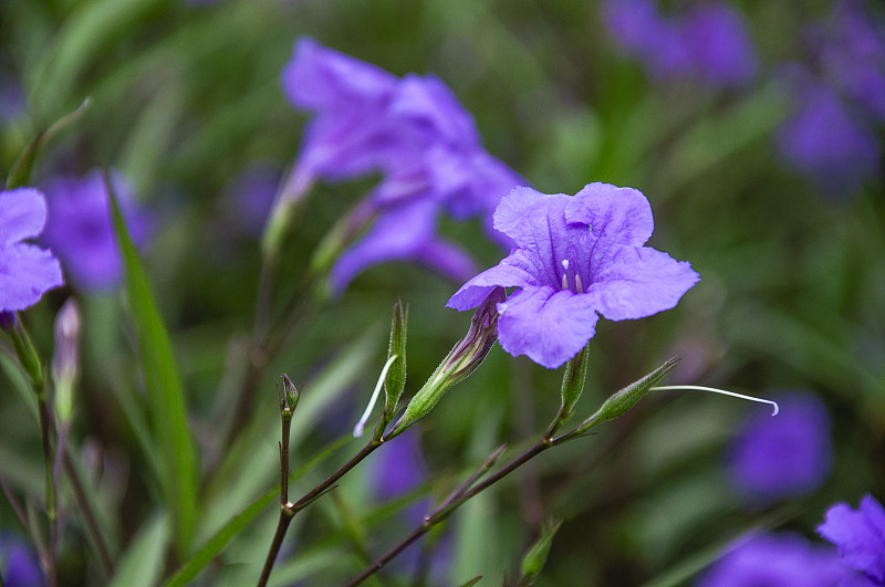 这朵盛开的红百合花特写