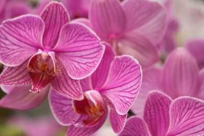 兰花的花