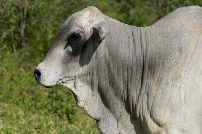 nelore bull