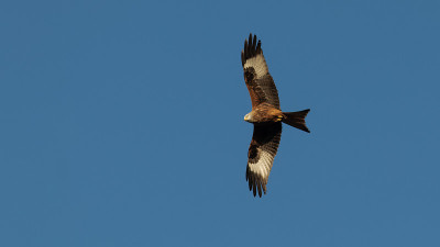 红风筝(Milvus Milvus)在天空飞翔