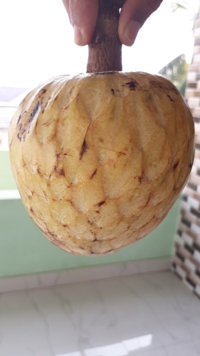 阿诺娜·雷库拉塔
