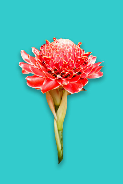 火炬姜花