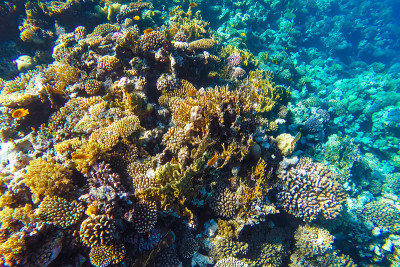 红海水下珊瑚礁