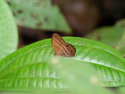 Chloreuptychia arnaca