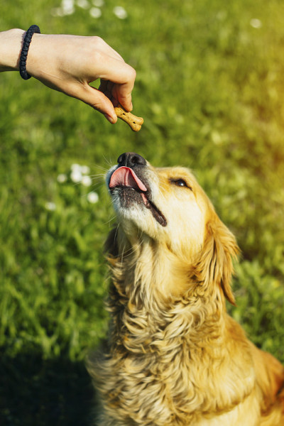 金毛猎犬在吃饼干骨头