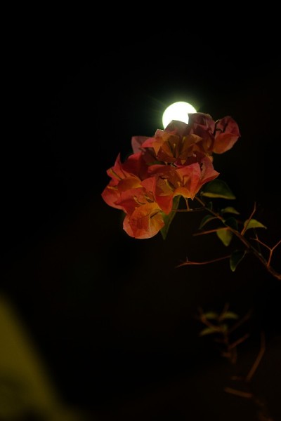 晚上花