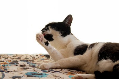 猫正在洗干净的舌浴