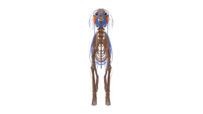 咬肌狗的肌肉解剖医学概念3D