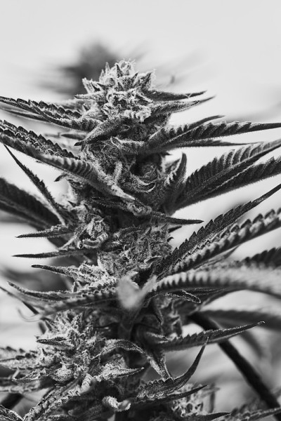 白色的寡妇