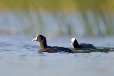 湖上的鸡(fulica atra)