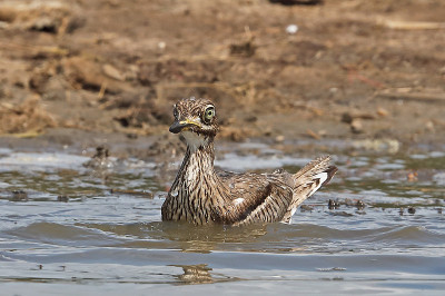 水Thick-knee